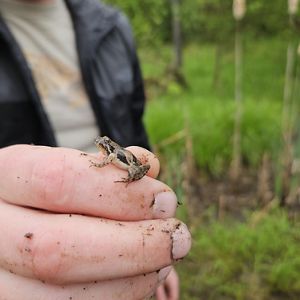 Little frog on a person's hand.