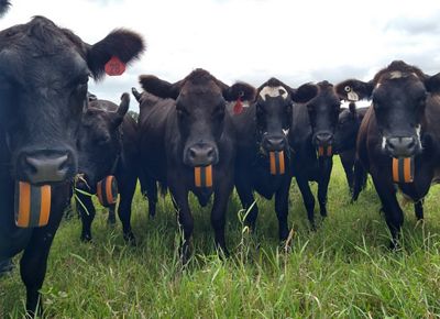 A group of cows wear big orange and black striped collars.