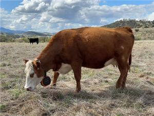 Cows with virtual fencing collars. 
