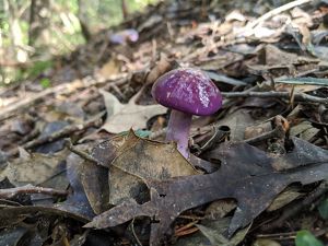 A bright purple mushroom is surrounded by fallen leaves.