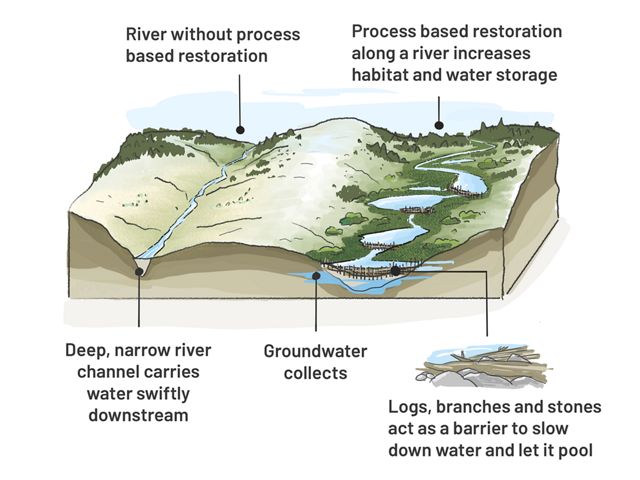 Graphic illustrating the difference between two rivers, one with process-based restoration and another without.