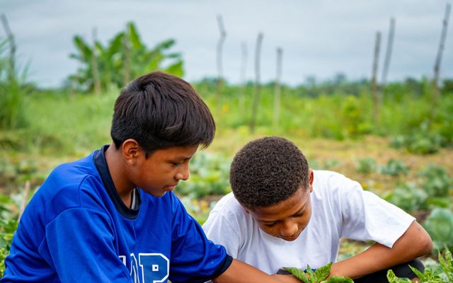Students examine plants at their fields in Belize.