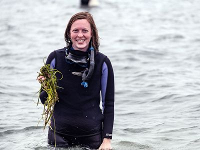 A volunteer collecting eelgrass