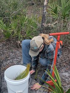 A woman looks down at a longleaf pine seedling as she places it in a hole. Next to her is a bright orange metal tool called a dibbler. 