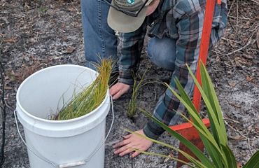 A woman looks down at a longleaf pine seedling as she places it in a hole. Next to her is a bright orange metal tool called a dibbler.