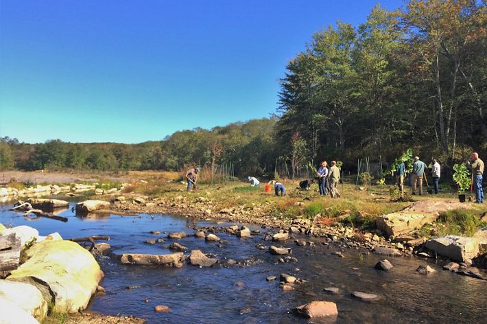 Volunteers work to plant the former impounded area following a dam removal on the Eight Mile River.