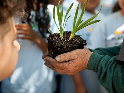 Voluneteer holds plant in hands.