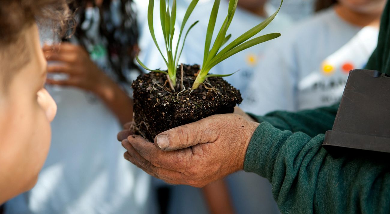 A seedling is held by a person's hands who is showing it to the group of children around them.