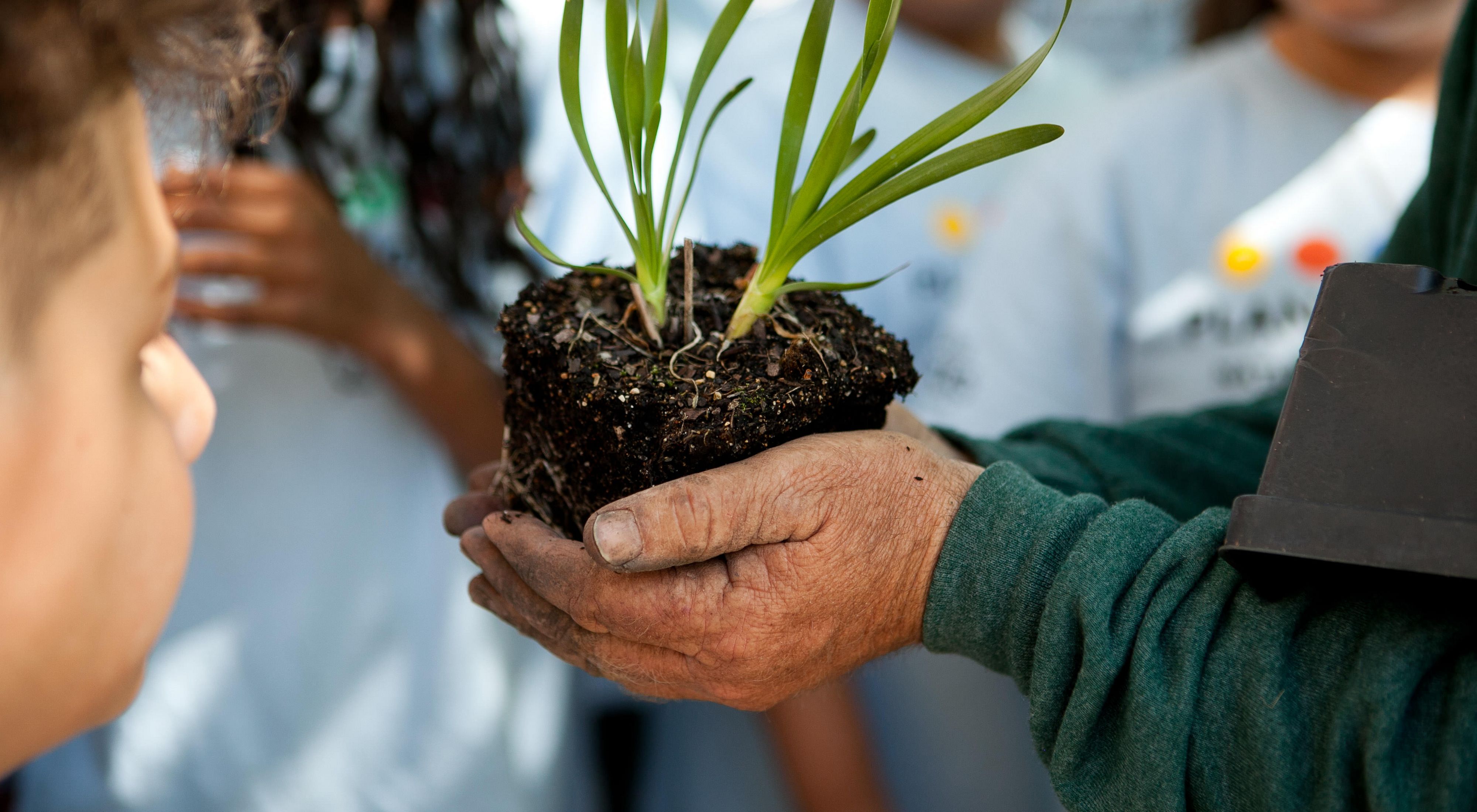A seedling is held by a volunteer's hands, showing it to the group of children around them. 