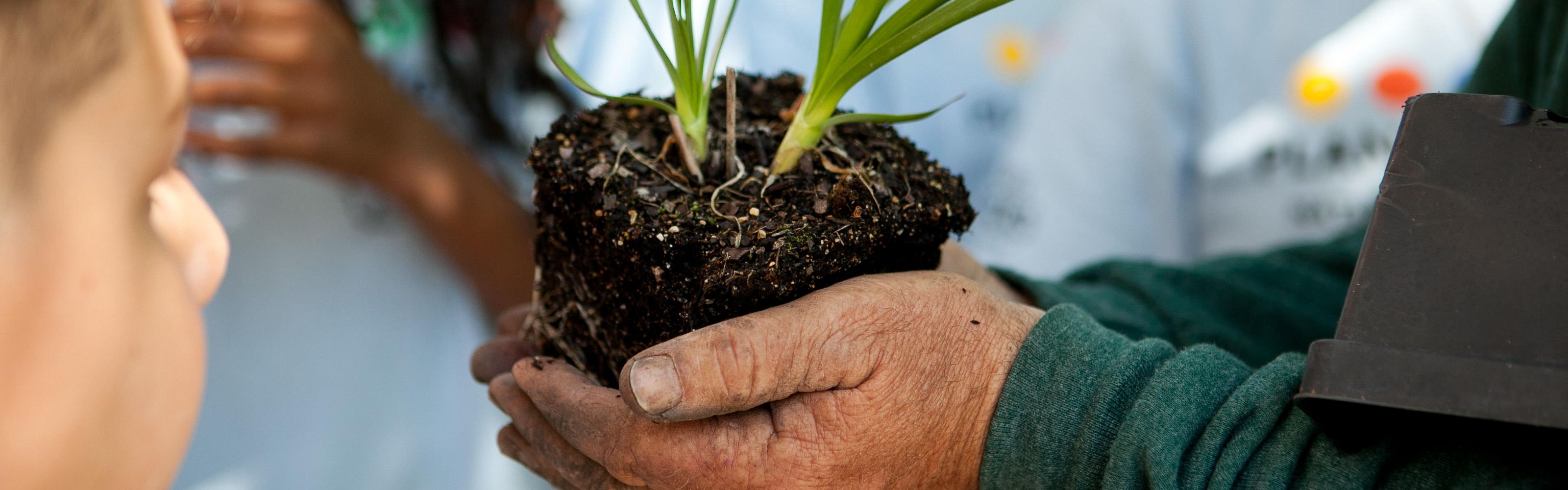 Cupped hands holding soil containing a sprouting plant.