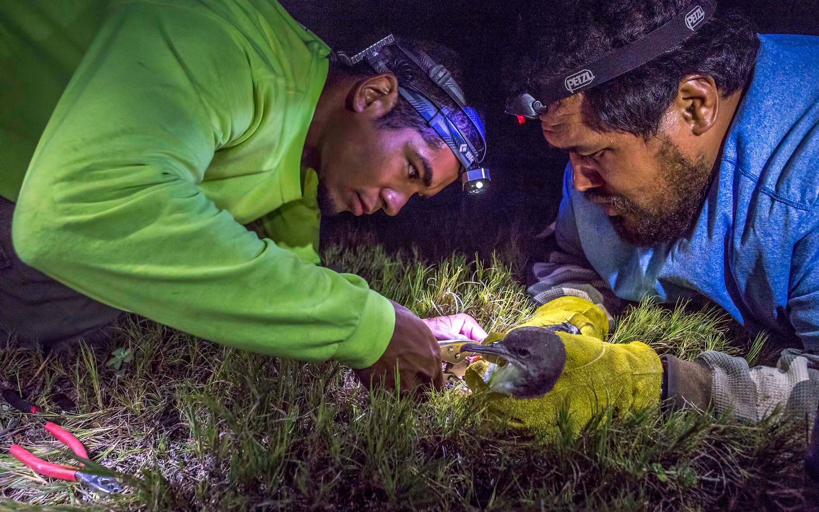 
                
                  Catch and Release Che Frausto (left), from the Maui Nui Seabird Recovery Project, and Justin Luafalemana attach a band to the leg of an adult at night. 

                  © Debbie Delatour
                
              