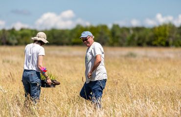 Two volunteers stand in a sandplain grassland, one holding a tray of wildflower seedlings to plant.