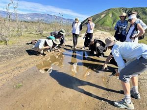 Volunteers on the Santa Clara River Preserve check out fairy shrimp in standing water. 