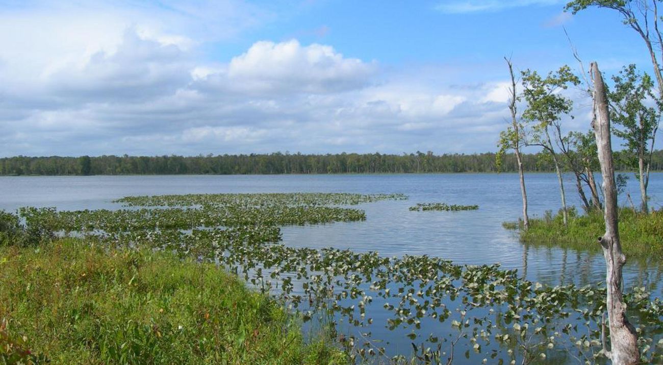 Looking out across a body of water from the edge of a wetland, with patches of green in the water and dead trees along the edge.