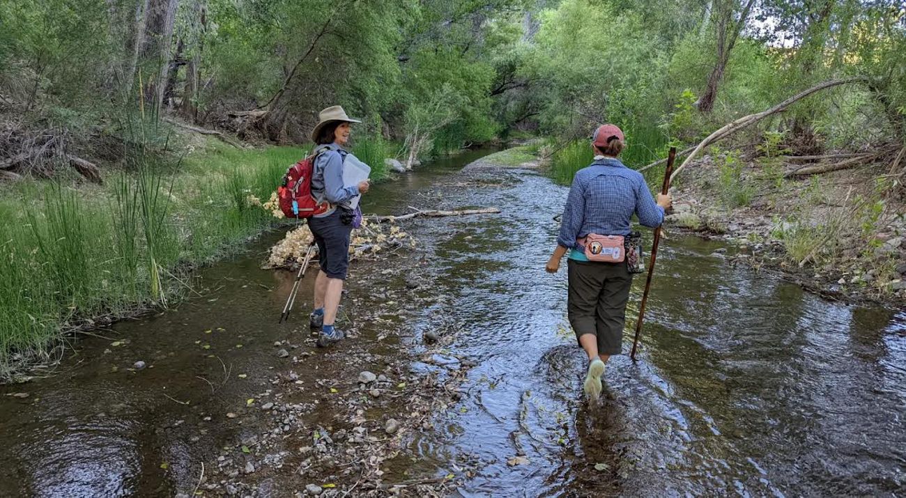 Two volunteers walk through a shallow river in a forest.