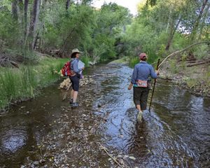 Two people walk through a shallow river with lush plants and trees on either side.
