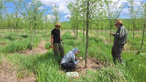 Three people inject an American elm with Dutch elm disease in a plantation.
