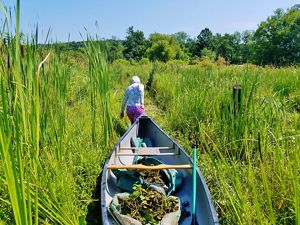 Volunteer dragging a canoe through a wetland.