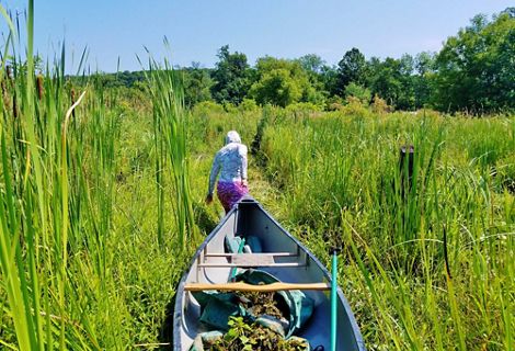 A person uses a handle on the bow of a canoe to drag it through a grassy marshland.