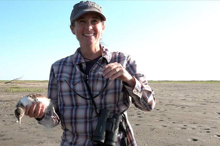 A smiling woman standing on a beach holding a brown and white chick in her hand during a field day to band shorebirds.