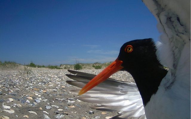 A bird with a black head and long, thin orange beak flaps its wings on a shell covered beach.