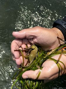 Two hands holding a lined seahorse resting on eelgrass.