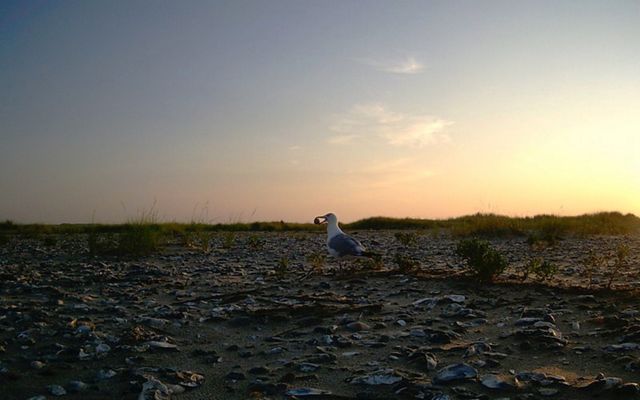 As the sun set, a gull holds a shorebird egg in its beak. It stands in the middle of a wide, flat shell covered beach.