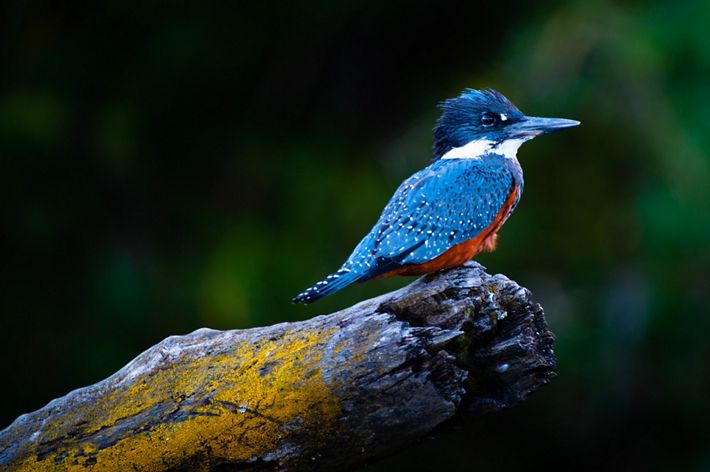 A ringed kingfisher