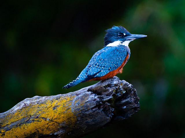 A ringed kingfisher