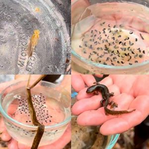Animals requiring vernal pools for part of their life cycles, include fairy shrimp (top left), wood frogs (top right), spotted salamanders (bottom left) and eastern newt.