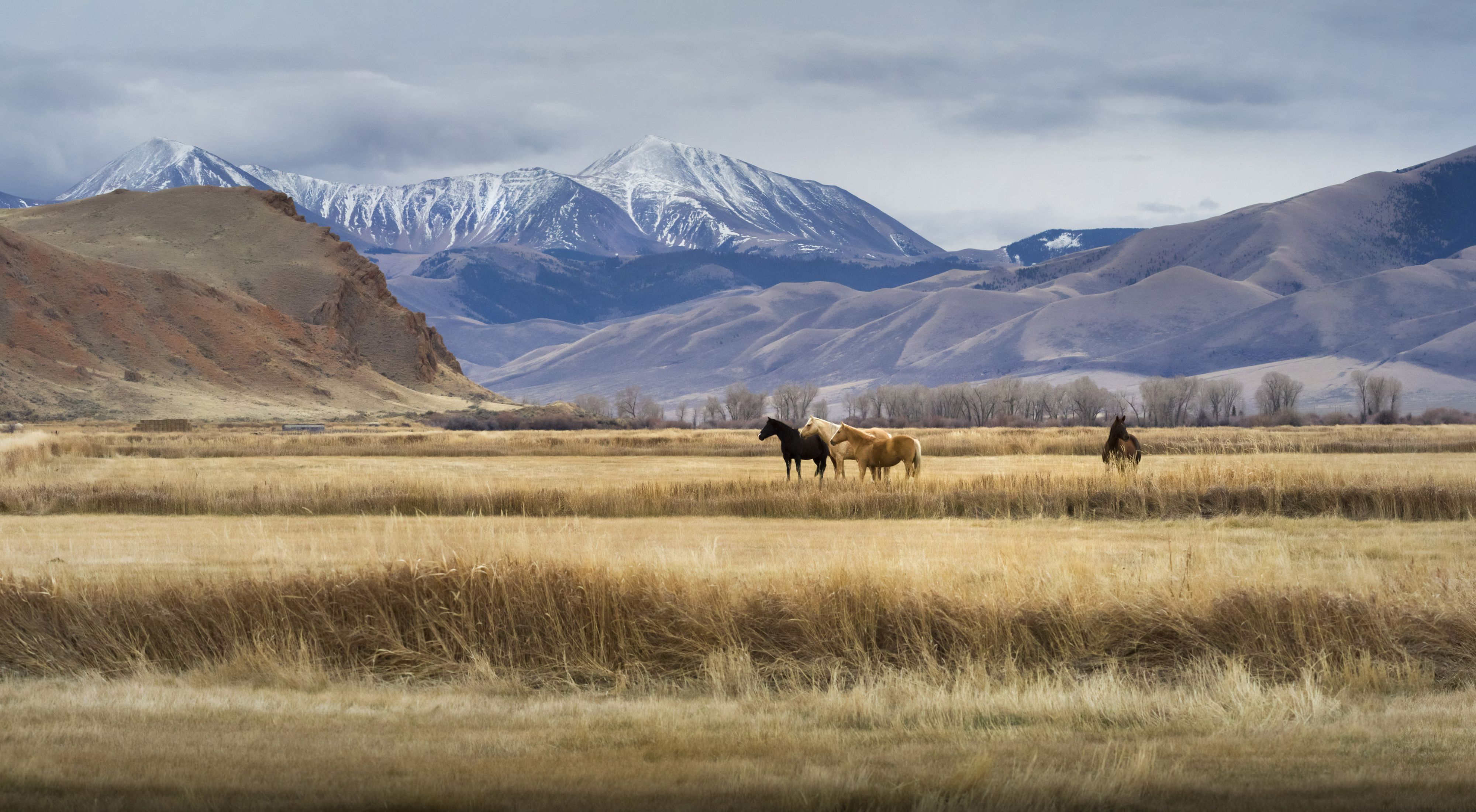 Montana landscape with horses on grasslands with snowcapped mountains in background.