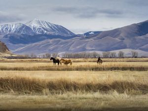 Montana landscape with horses on farmed grasslands with mountains in background.