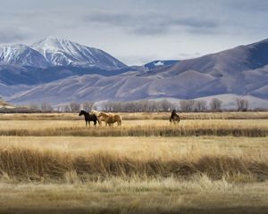 Montana landscape with horses on farmed grasslands with mountains in background.