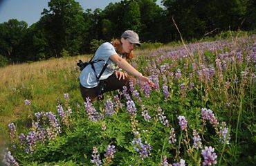 A woman sits in a field of blue spike flowers and green foliage, her hand outstretched to inspect a bloom.