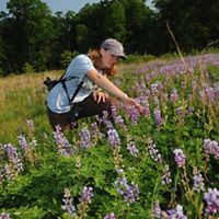 Volunteer Angie Cole observes butterflies on blue lupine at Kitty Todd Nature Preserve.