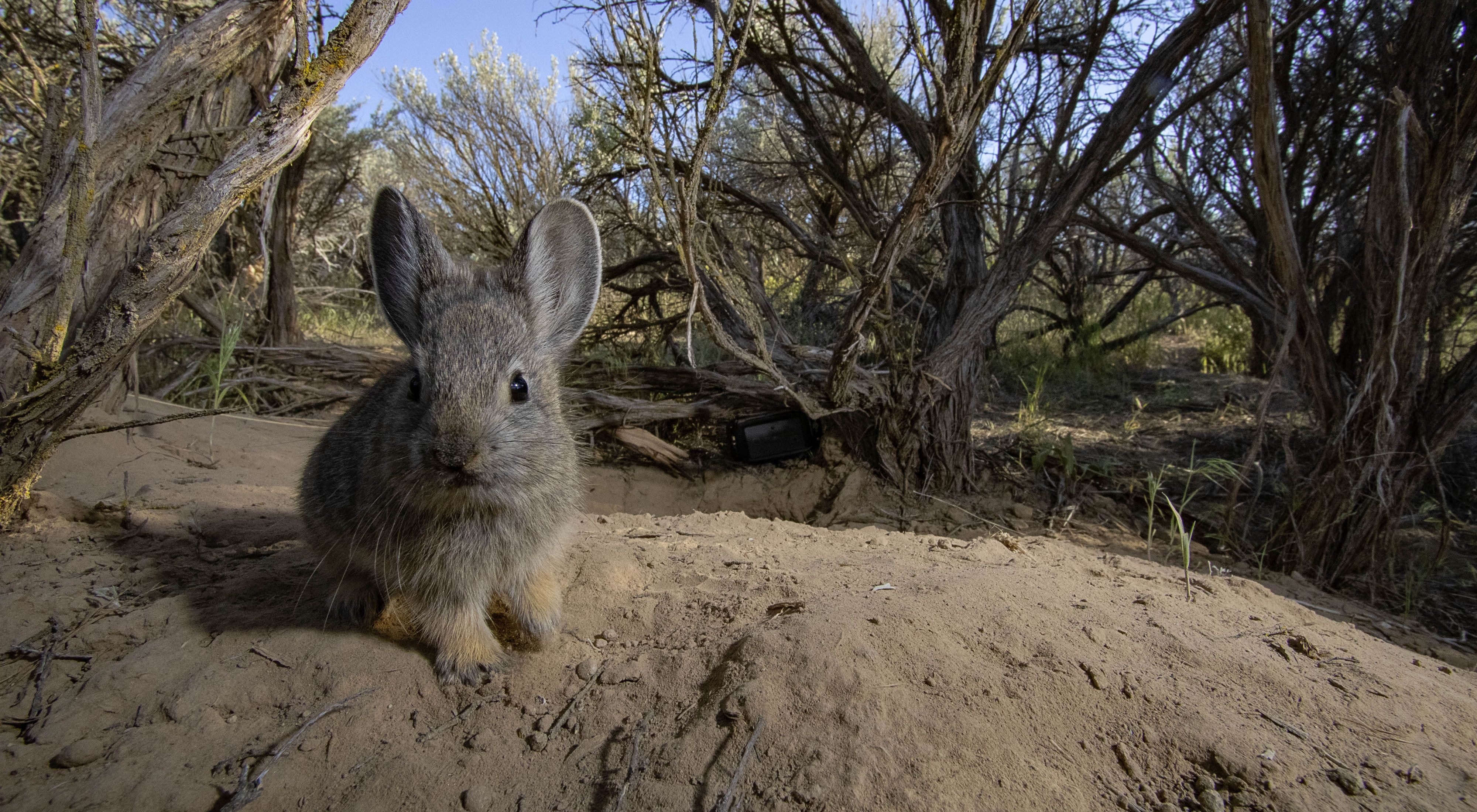 a rabbit sits, facing camera dwarfed by larger shrubs