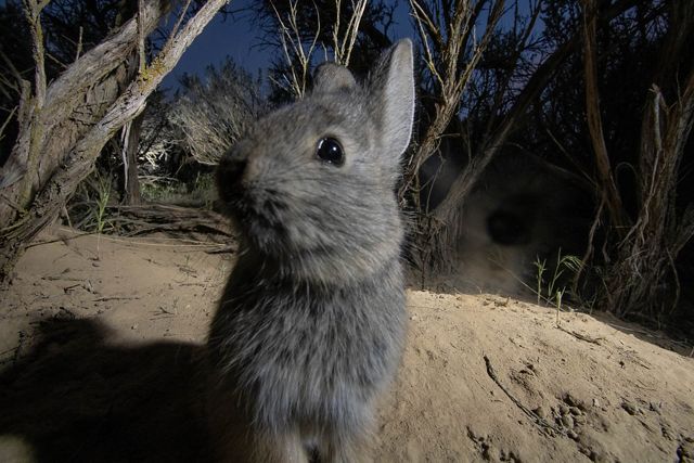 blurry close up of a gray rabbit facing the camera, lit at night