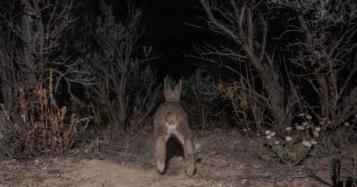 Tiny Rabbits, Big Photos