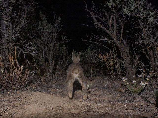 A wild Columbia Basin Pygmy Rabbit triggers a camera trap near a burrow on the Nature Conservancy-owned Beezley Hills complex between Ephrata and Quincy, Washington.