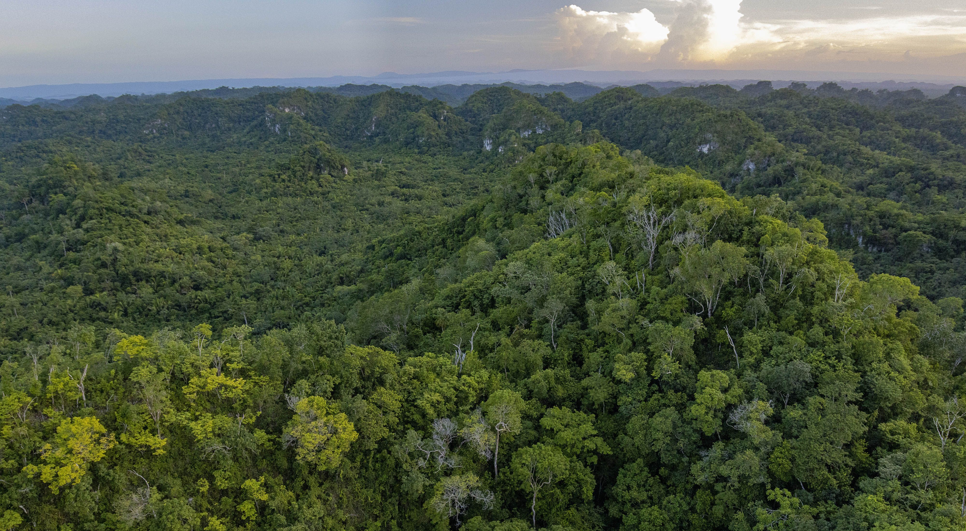 Una foto aérea de una enorme franja de selva tropical.