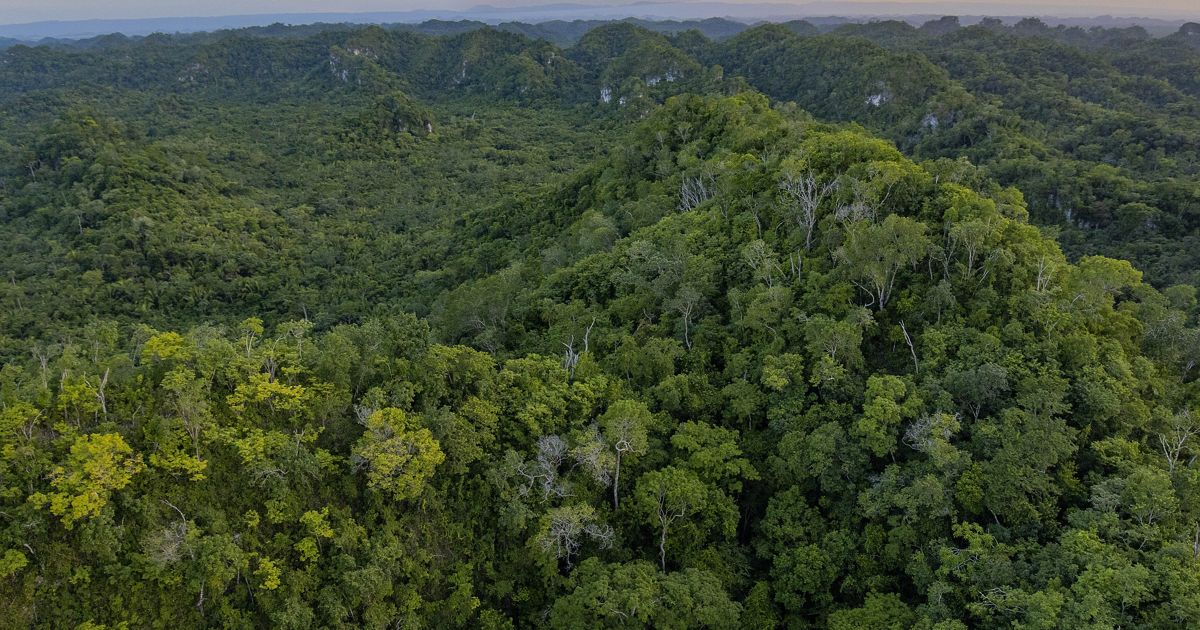 Natural Climate Solutions: How nature can fight climate change