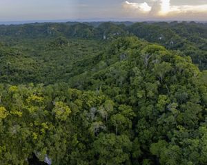 Aerial view of the Maya Forest in Belize.