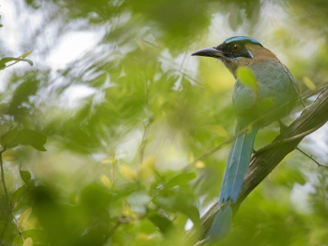 A bird perches on a branch surrounded by green leaves.