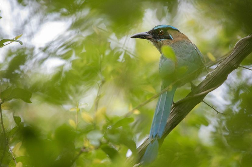 A bird perches on a branch surrounded by green leaves.
