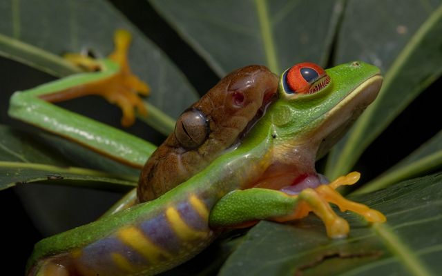 Una rana arborícola verde está en las fauces de una serpiente con ojos de gato.