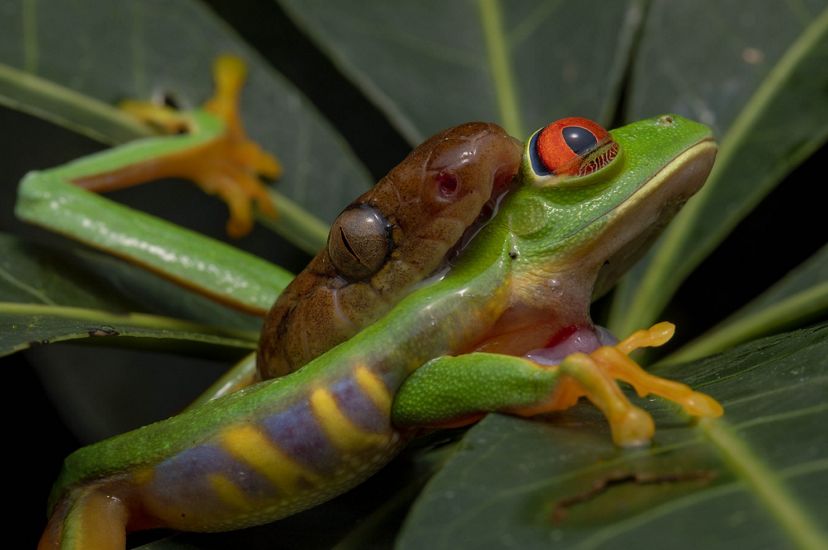 Una rana arborícola verde está en las fauces de una serpiente con ojos de gato.