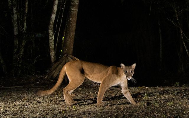Un puma camina por un bosque de noche.