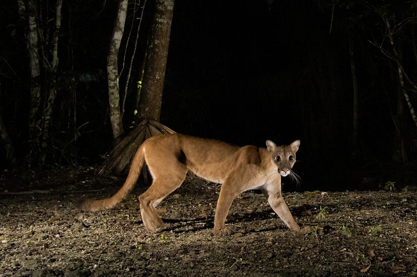 A camera trap image of puma walking through a forest at night.