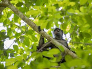 Un mono de pelaje oscuro cuelga de una rama frondosa.