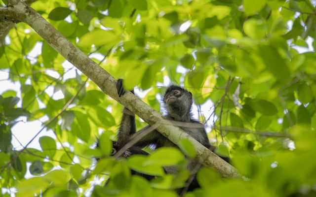 A Geoffroy's spider monkey hangs onto a leafy tree branch in the Rio Bravo Conservation Area.